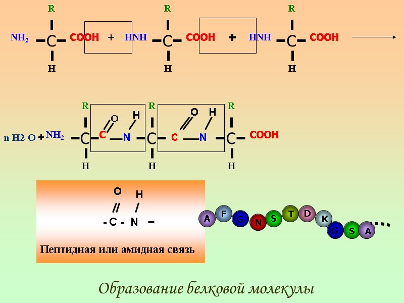 + + n H2 O + O N H C O N H 